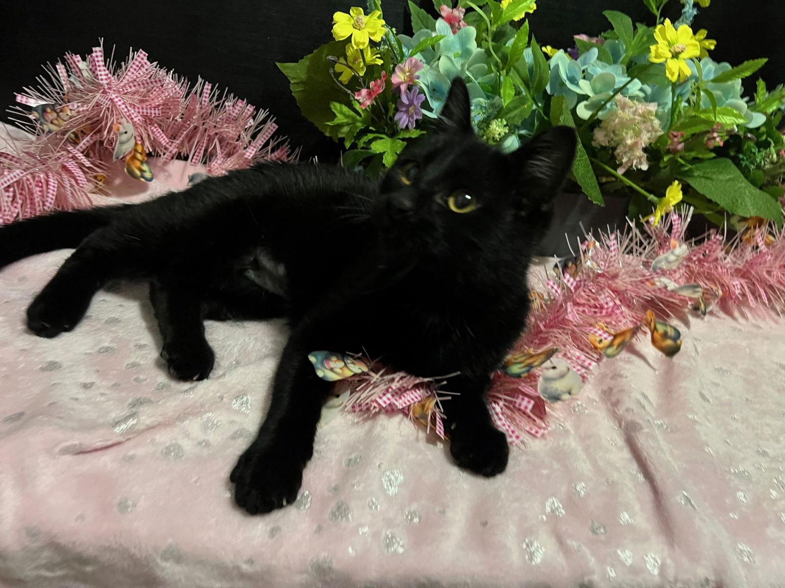 Sierra, Adoptable, Kitten Female Domestic Short Hair.