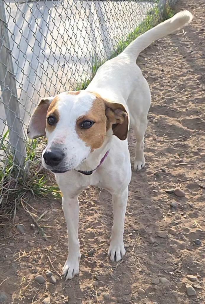 Enlarge Dolly, a Adoptable Hound in Spooner, WI image 1/6