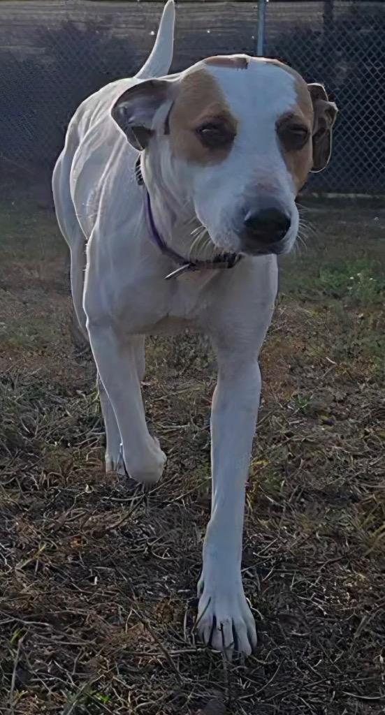 Enlarge Dolly, a Adoptable Hound in Spooner, WI image 2/6