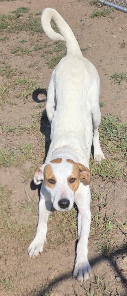 Enlarge Dolly, a Adoptable Hound in Spooner, WI image 3/6