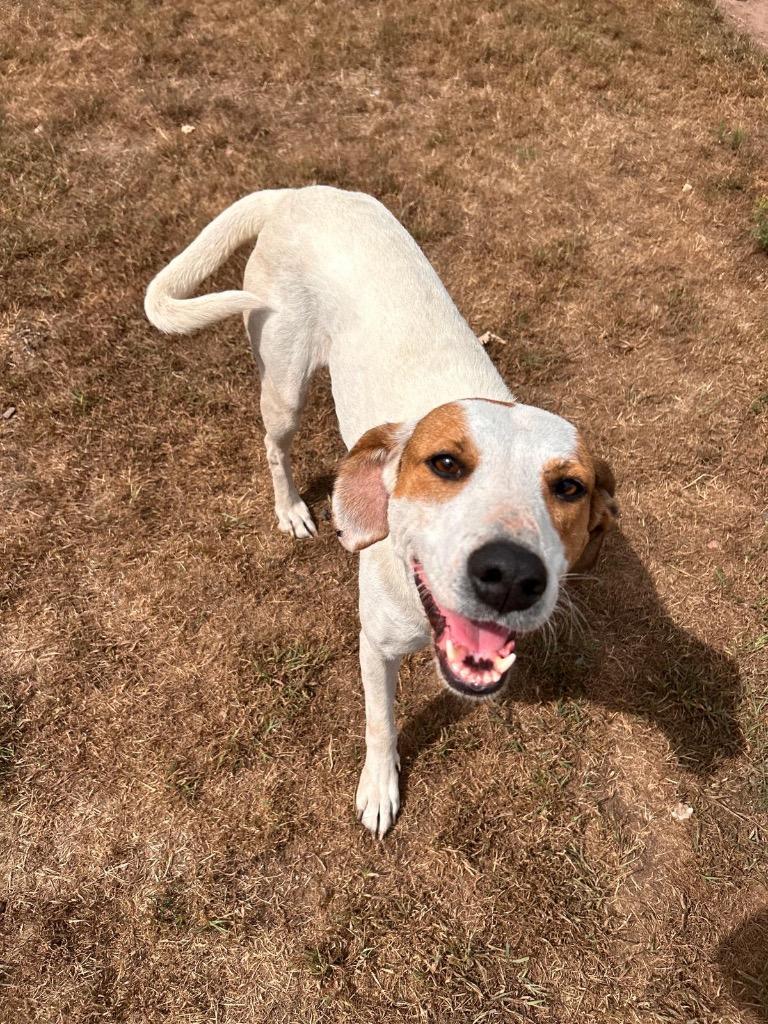 Enlarge Dolly, a Adoptable Hound in Spooner, WI image 4/6