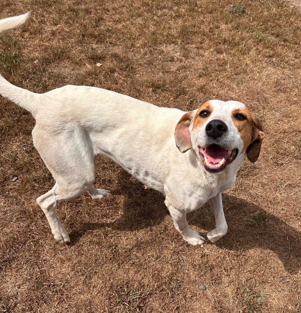 Enlarge Dolly, a Adoptable Hound in Spooner, WI image 5/6