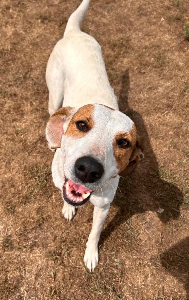 Enlarge Dolly, a Adoptable Hound in Spooner, WI image 6/6