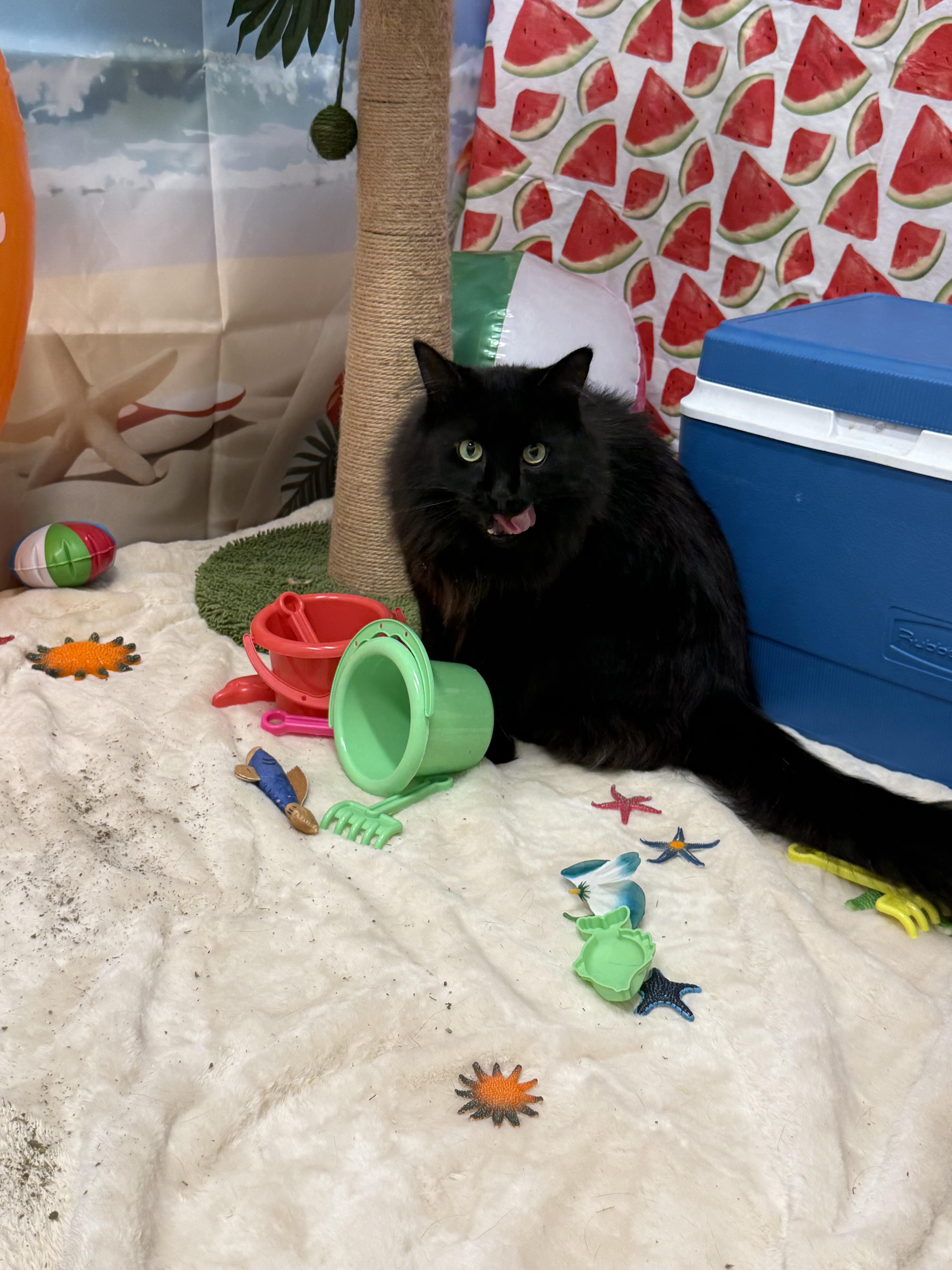 Candy & Precious, a ADOPTABLE Domestic Long Hair in Woburn, MA image 2/5