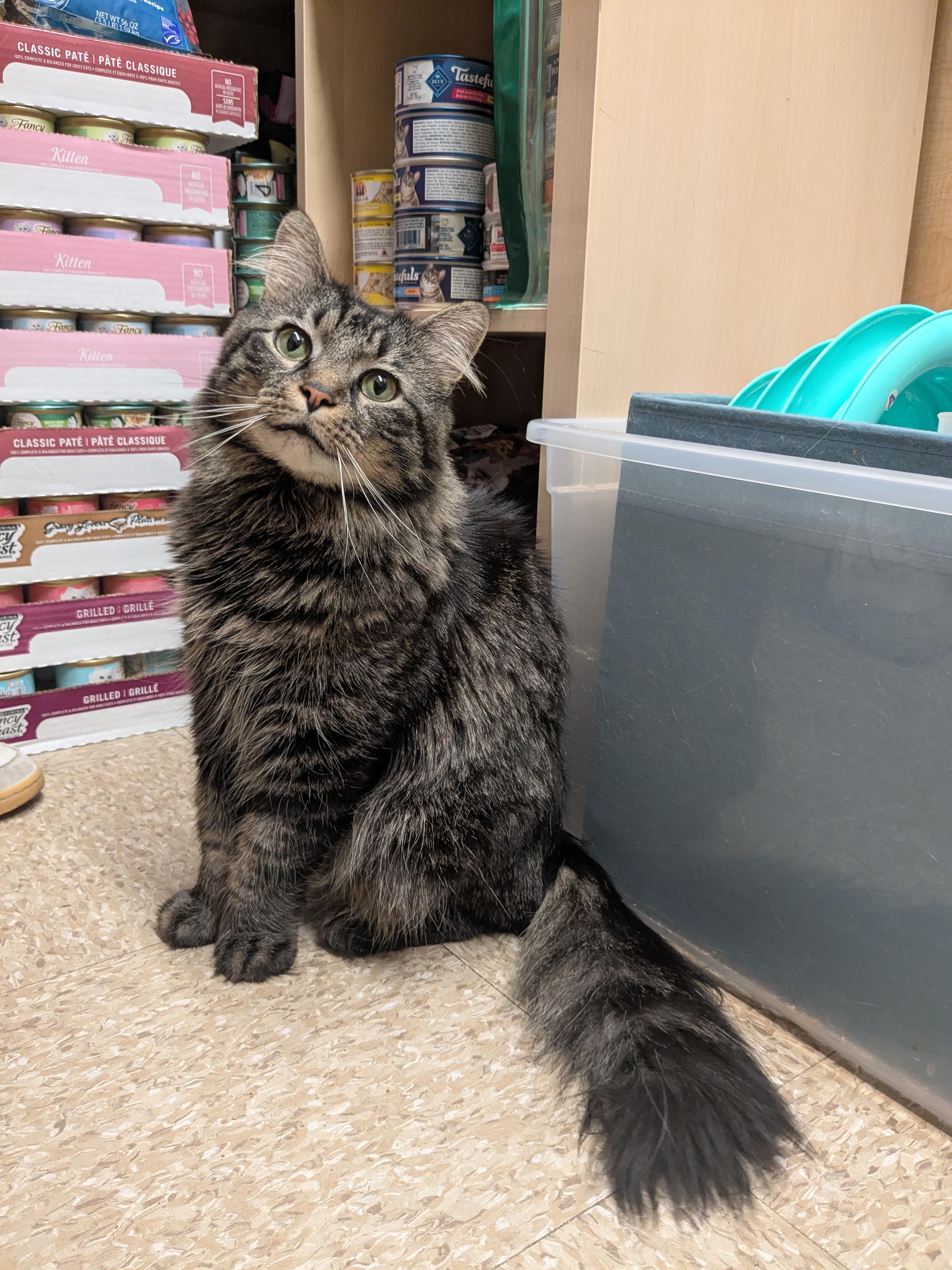 Candy & Precious, a ADOPTABLE Domestic Long Hair in Woburn, MA image 4/5