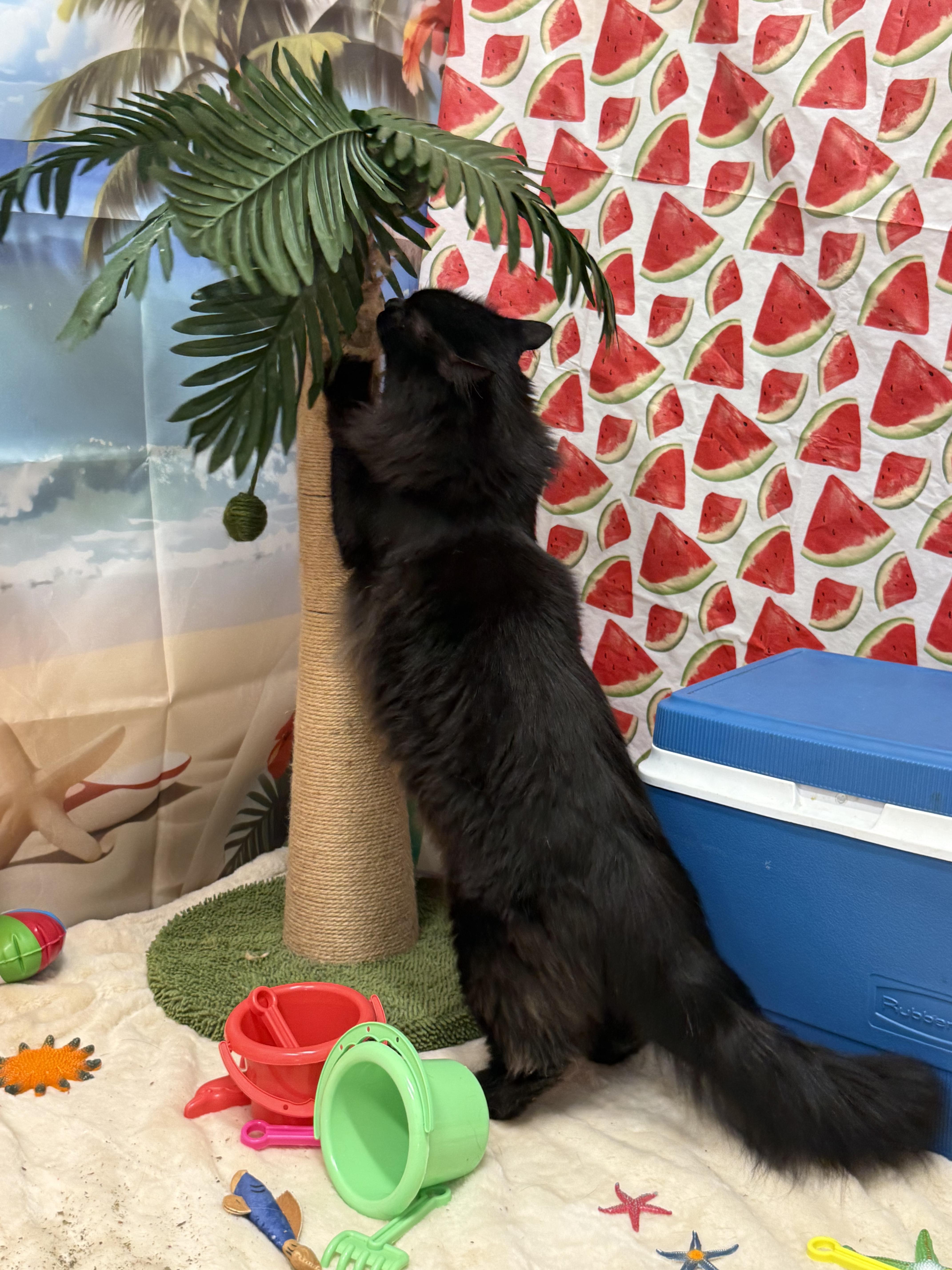 Candy & Precious, a ADOPTABLE Domestic Long Hair in Woburn, MA image 3/5
