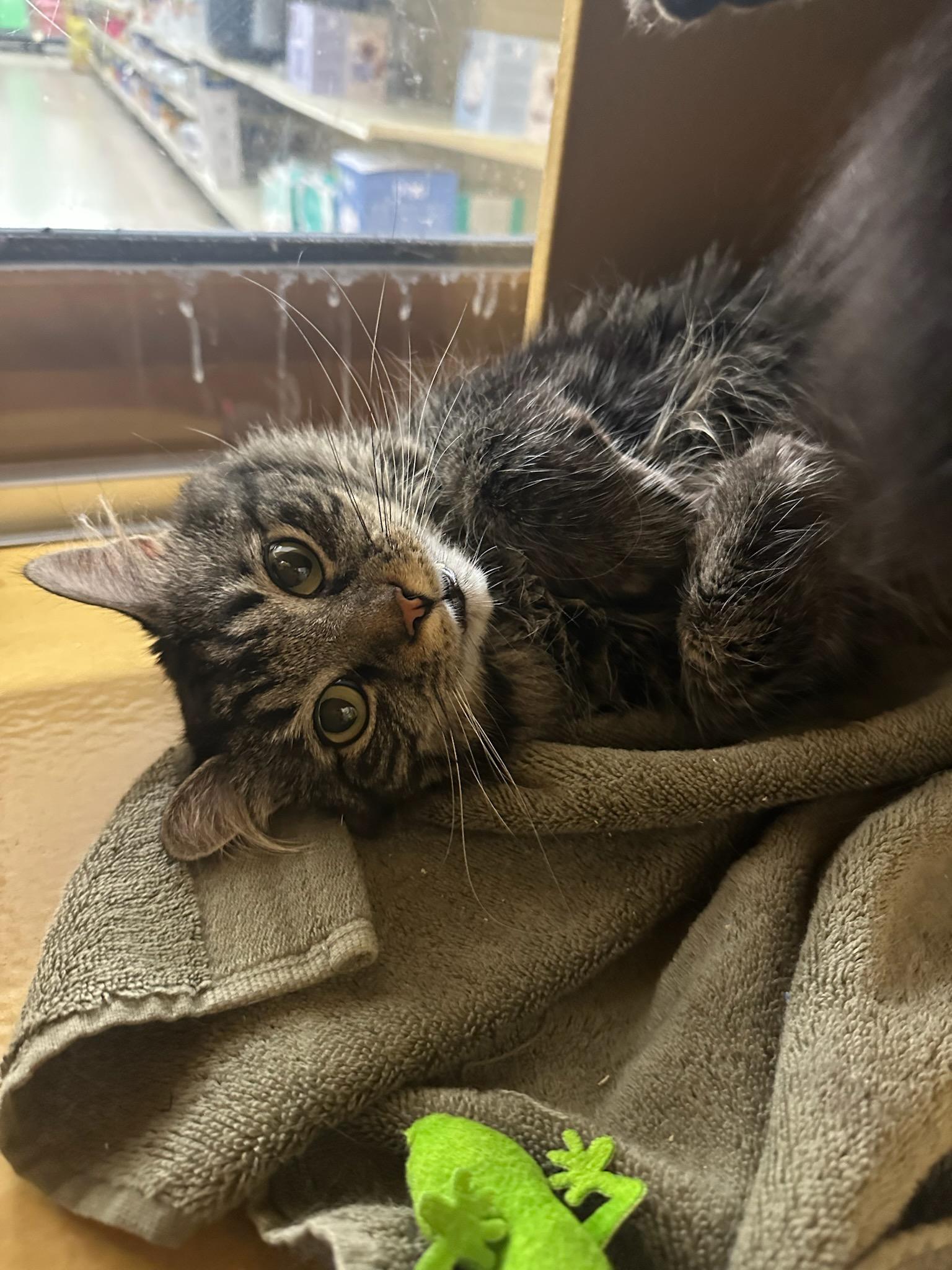 Candy & Precious, ADOPTABLE, Young Male Domestic Long Hair.