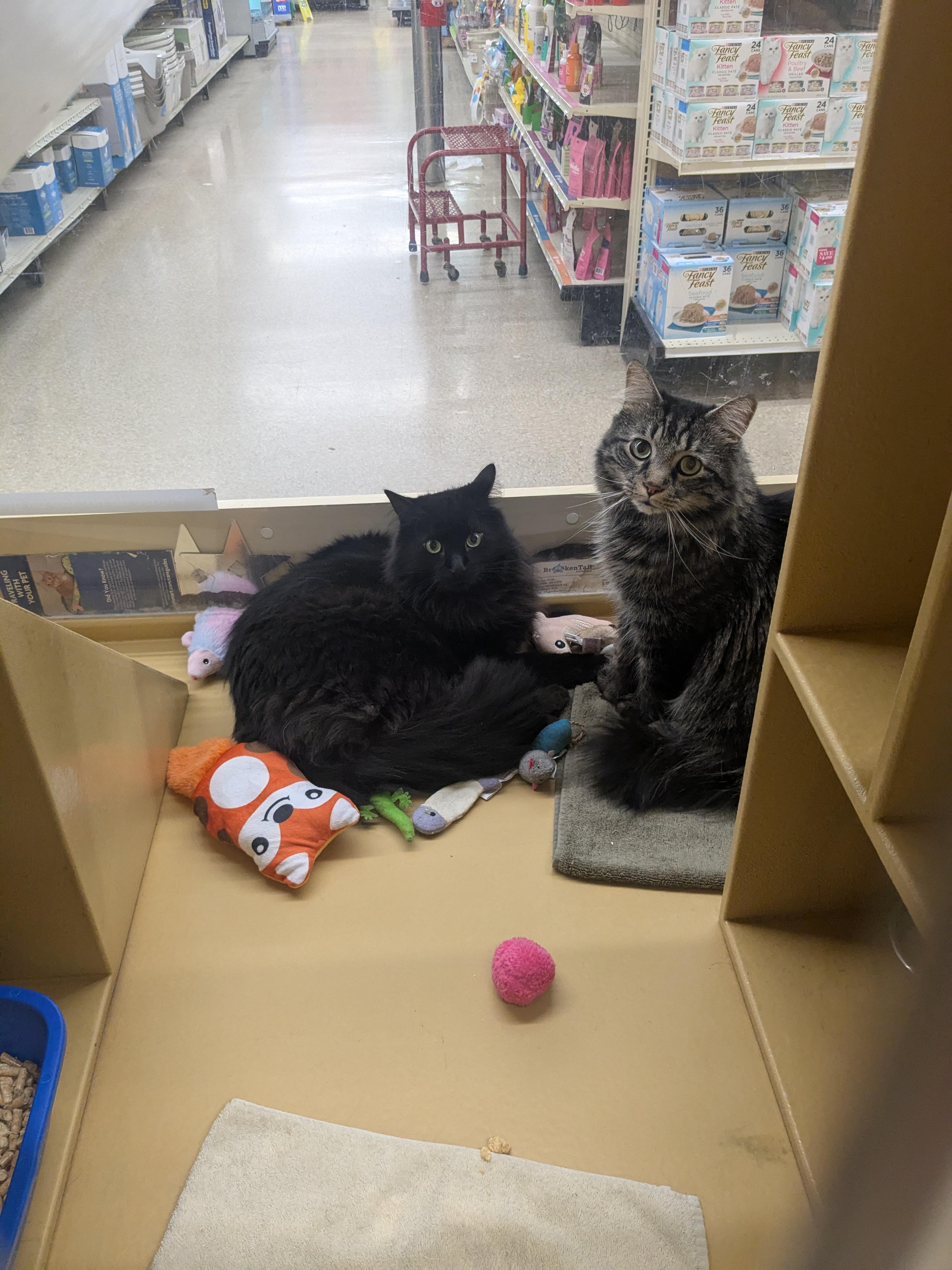 Candy & Precious, a ADOPTABLE Domestic Long Hair in Woburn, MA image 5/5