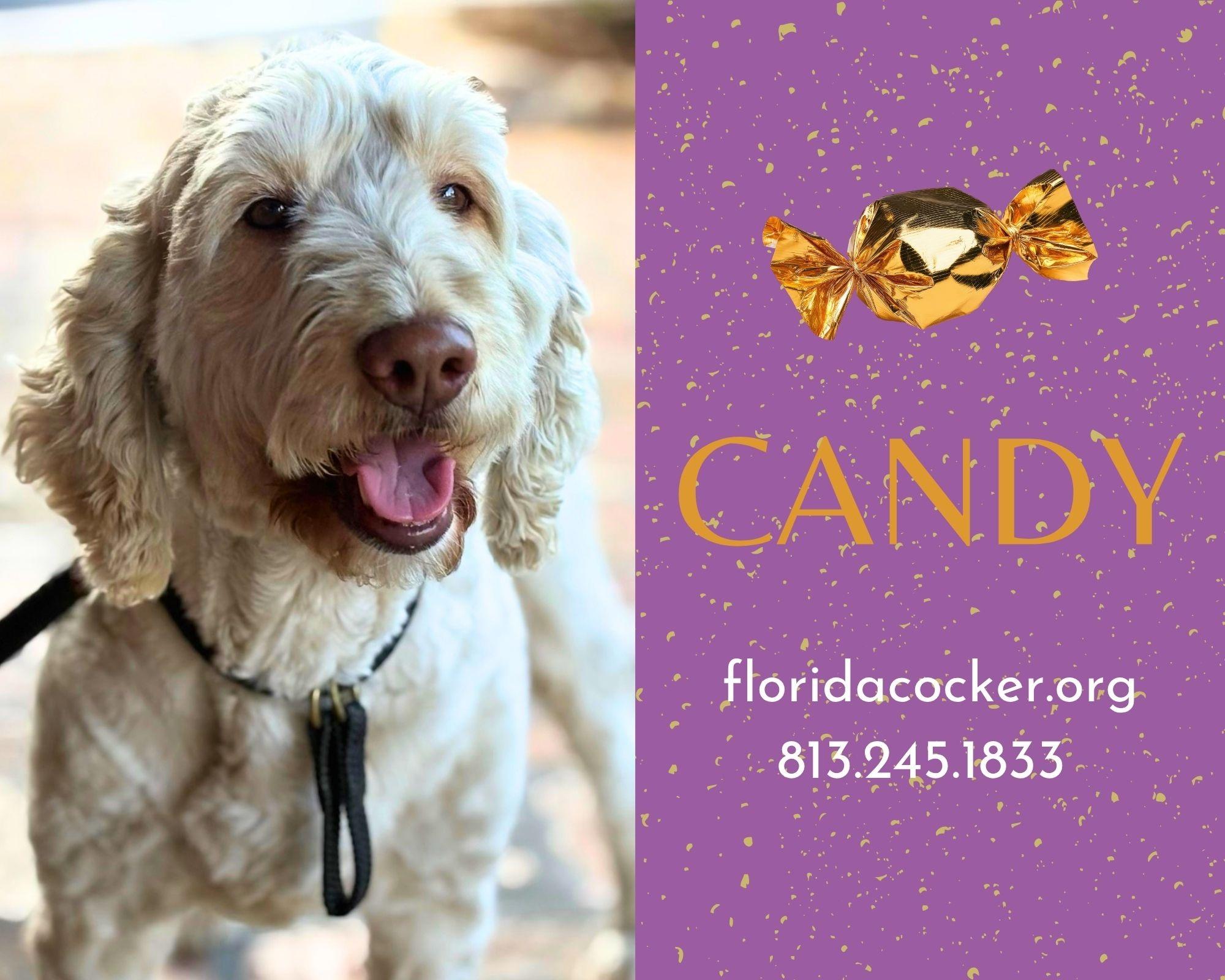 Candy, adopted, Adult Female Goldendoodle.
