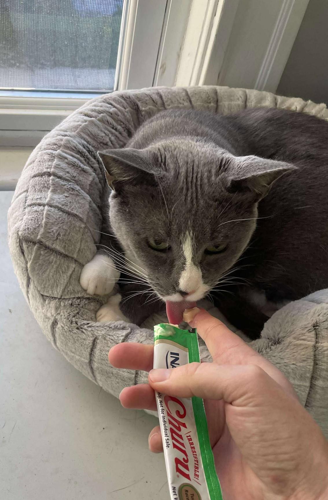 Enlarge Hermette, a Adoptable Domestic Short Hair in Roslindale, MA image 1/4