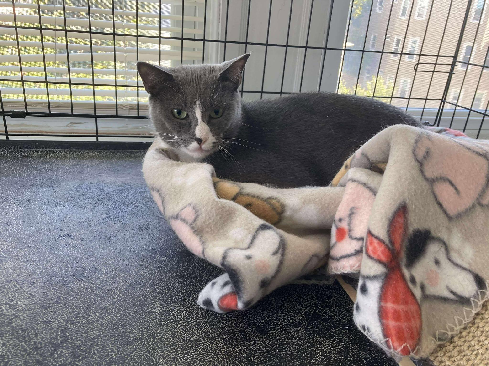 Enlarge Hermette, a Adoptable Domestic Short Hair in Roslindale, MA image 2/4