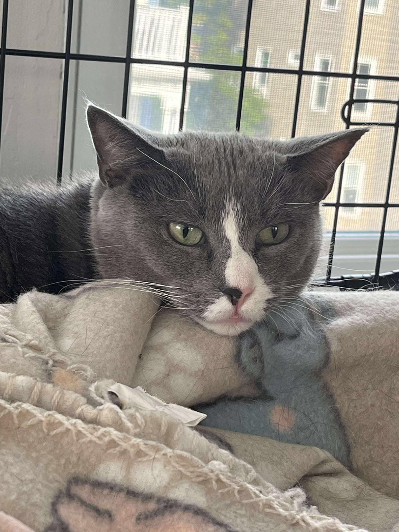 Enlarge Hermette, a Adoptable Domestic Short Hair in Roslindale, MA image 3/4