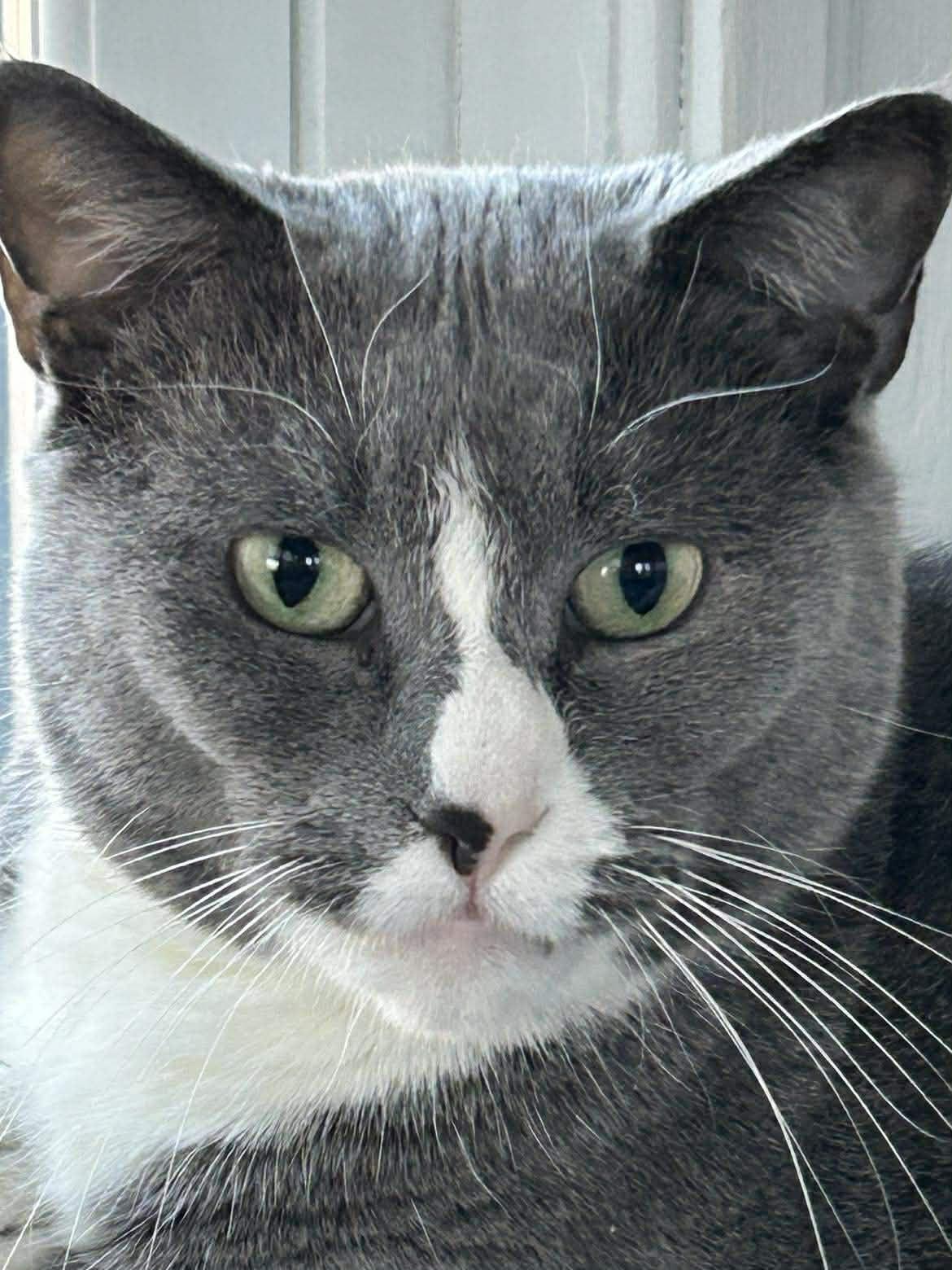Enlarge Hermette, a Adoptable Domestic Short Hair in Roslindale, MA image 4/4