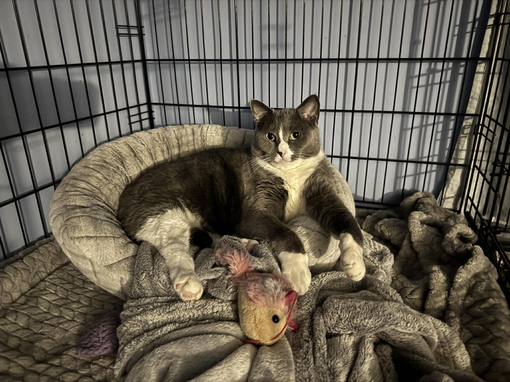 Enlarge Hermette, a Adoptable Domestic Short Hair in Roslindale, MA image 3/4