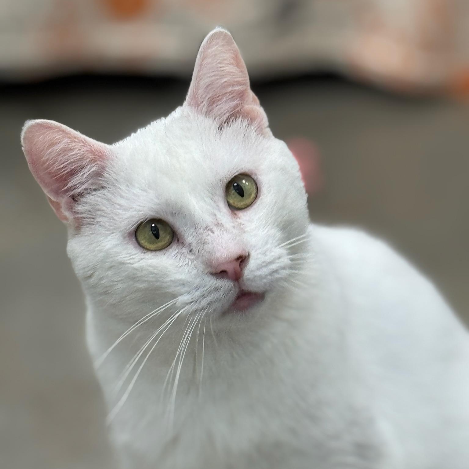 Casanova, adoptable, Adult Male Domestic Short Hair.