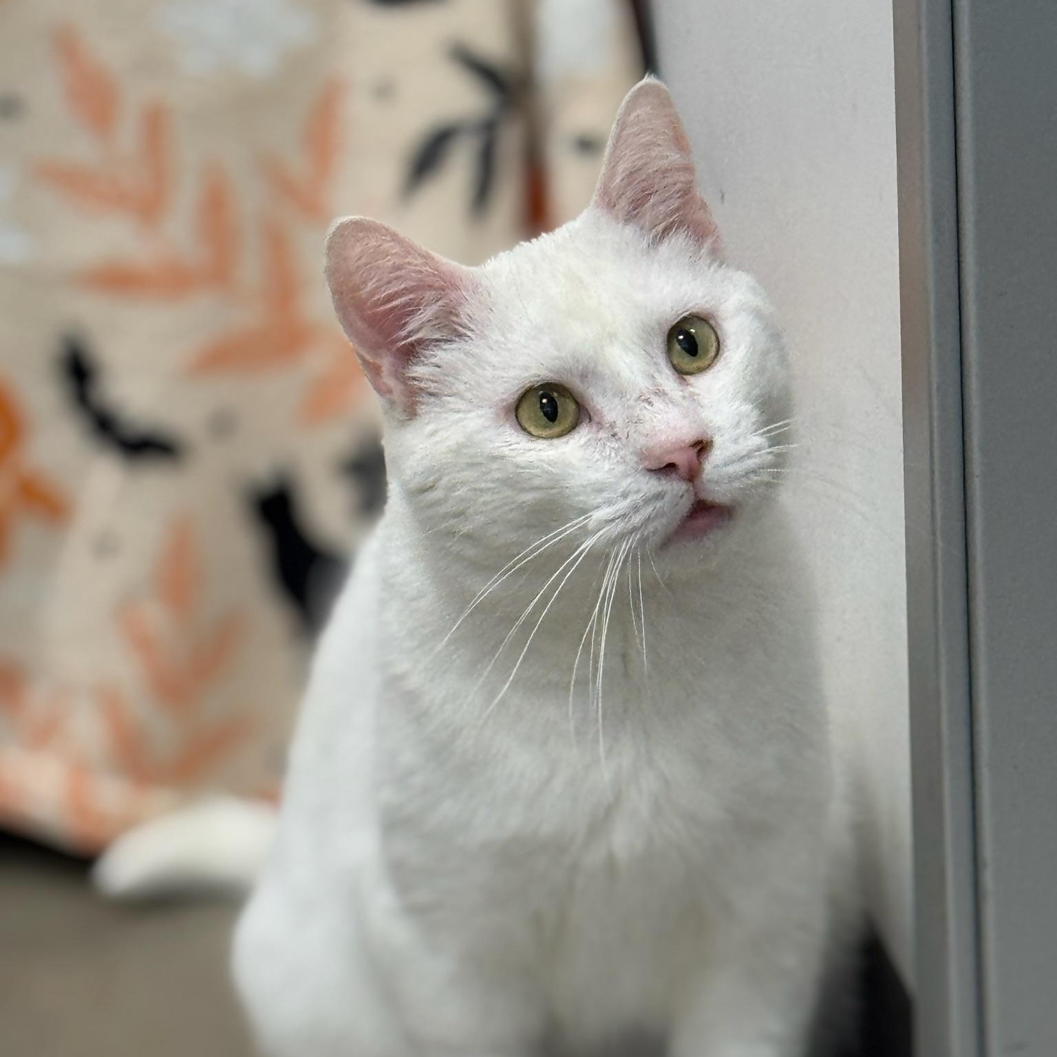 Enlarge Casanova, an adoptable Domestic Short Hair in Oldsmar, FL image 4/4