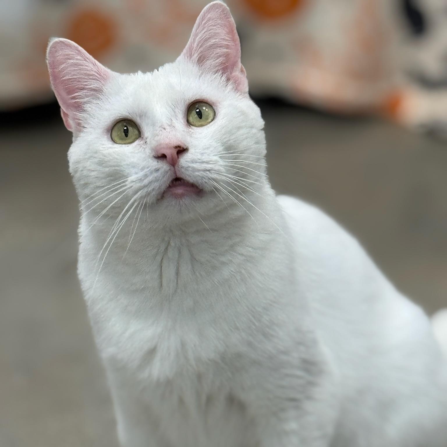 Enlarge Casanova, an adoptable Domestic Short Hair in Oldsmar, FL image 3/4