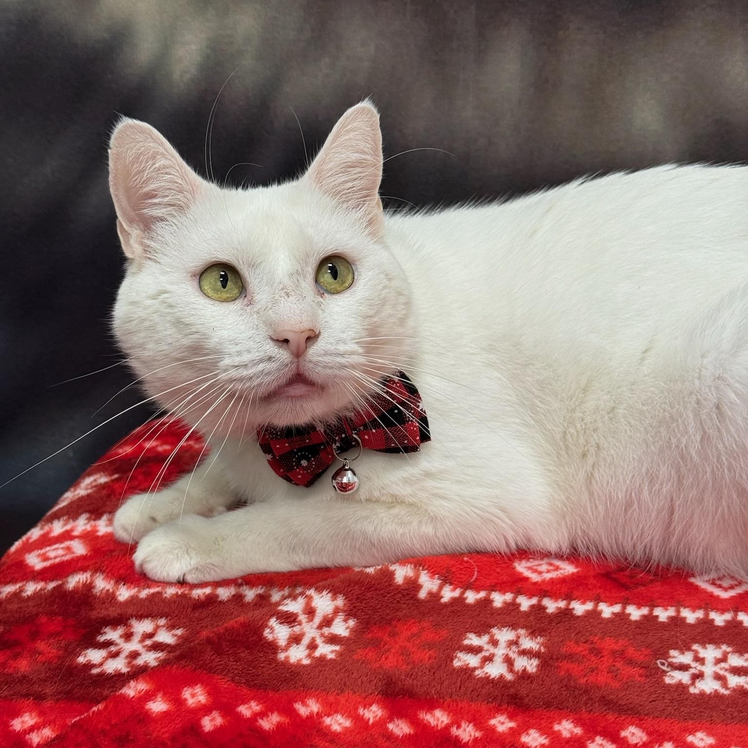 Enlarge Casanova, an adoptable Domestic Short Hair in Oldsmar, FL image 2/4