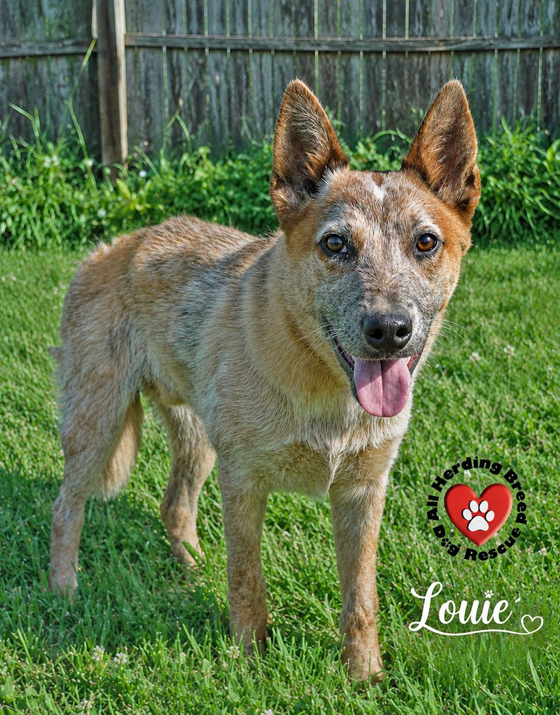 Louie, a ADOPTABLE Australian Cattle Dog / Blue Heeler in Joliet, IL image 2/3
