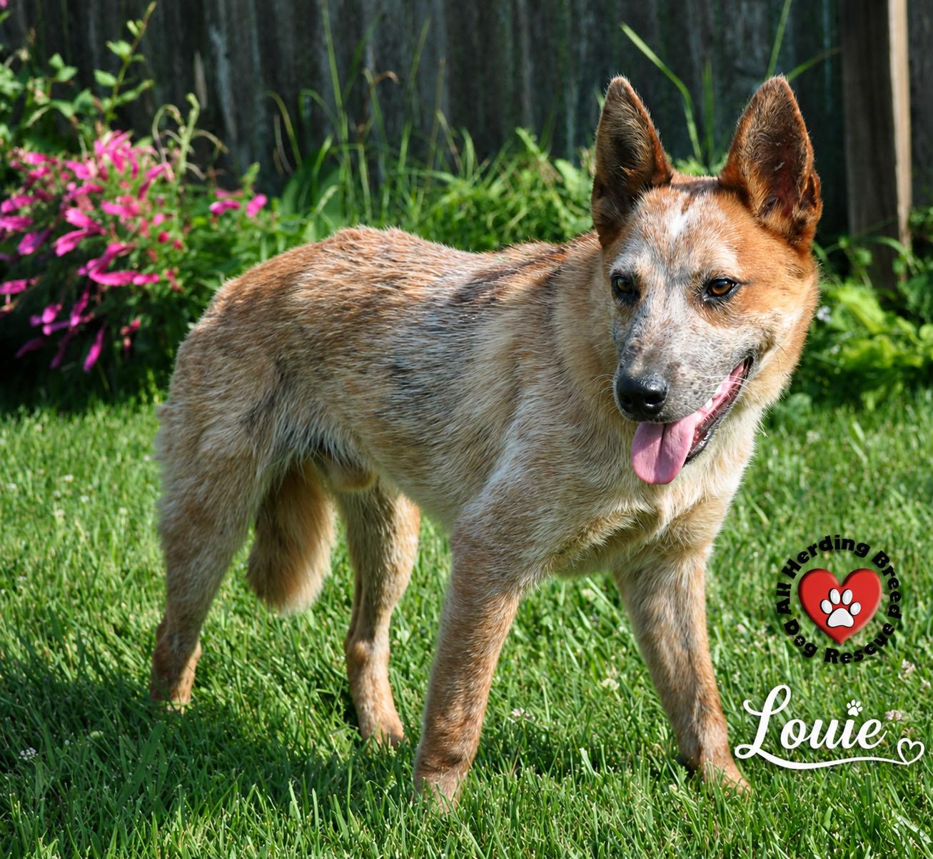 Louie, a ADOPTABLE Australian Cattle Dog / Blue Heeler in Joliet, IL image 3/3