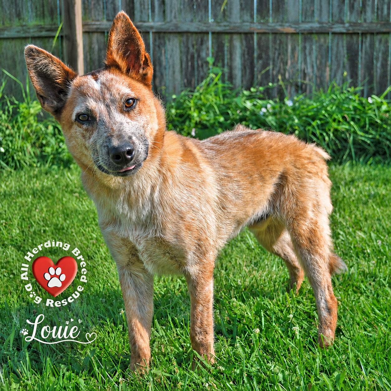 Louie, ADOPTABLE, Puppy Male Australian Cattle Dog / Blue Heeler.