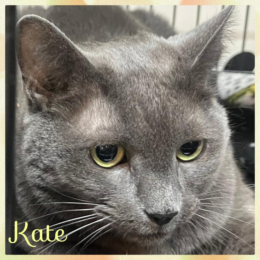 W2 Kate, Adoptable, Senior Female Domestic Short Hair.