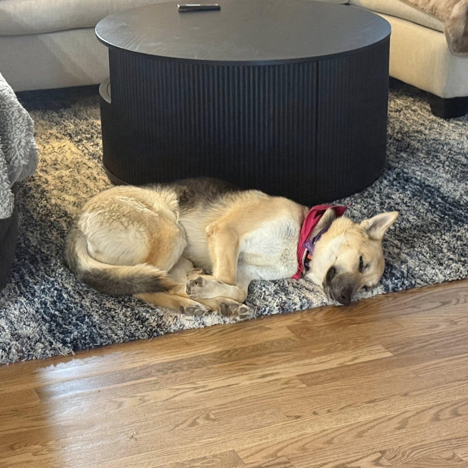 Enlarge OAKLEY, a ADOPTABLE mixed breed in Loveland, CO image 3/6