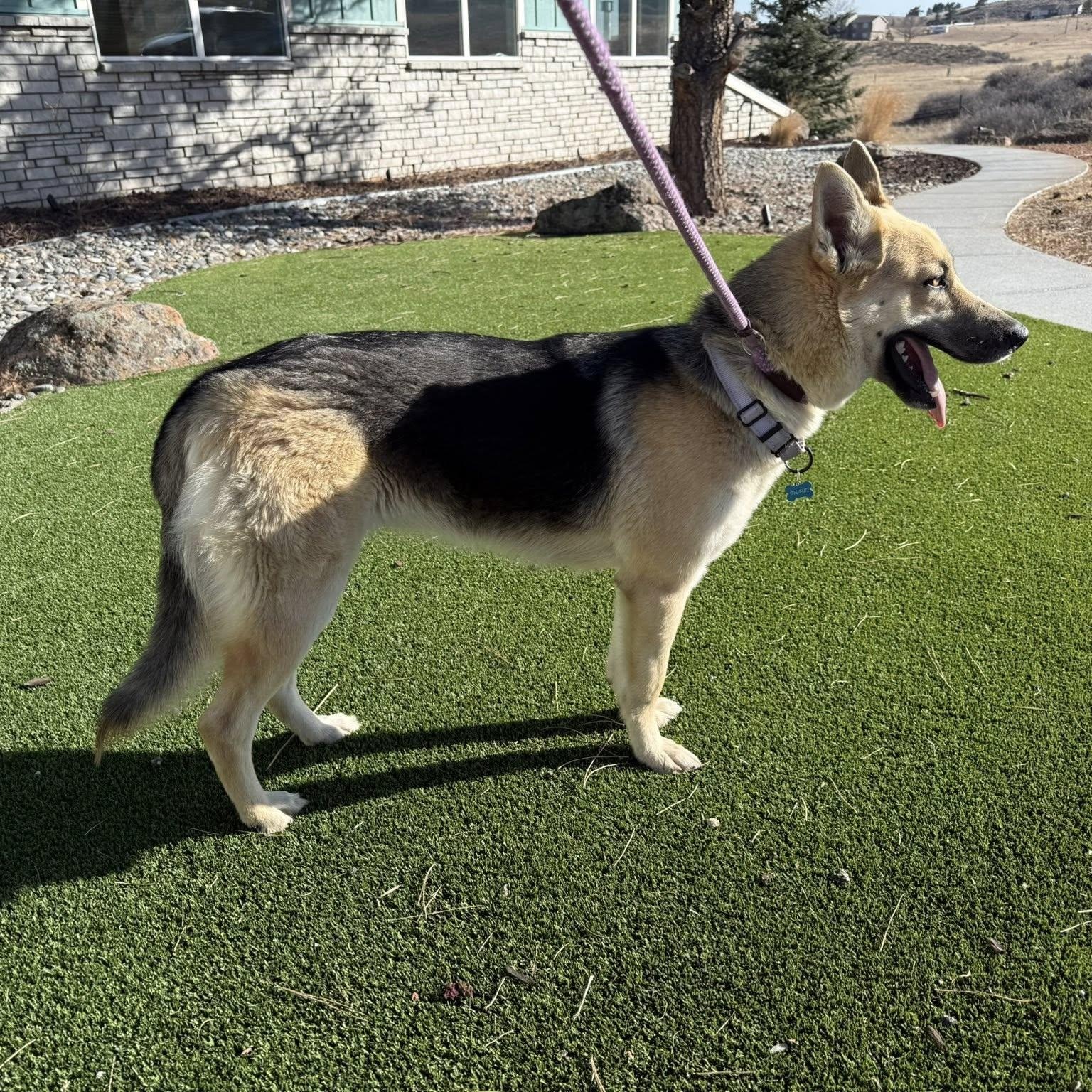Enlarge OAKLEY, a ADOPTABLE mixed breed in Loveland, CO image 4/6
