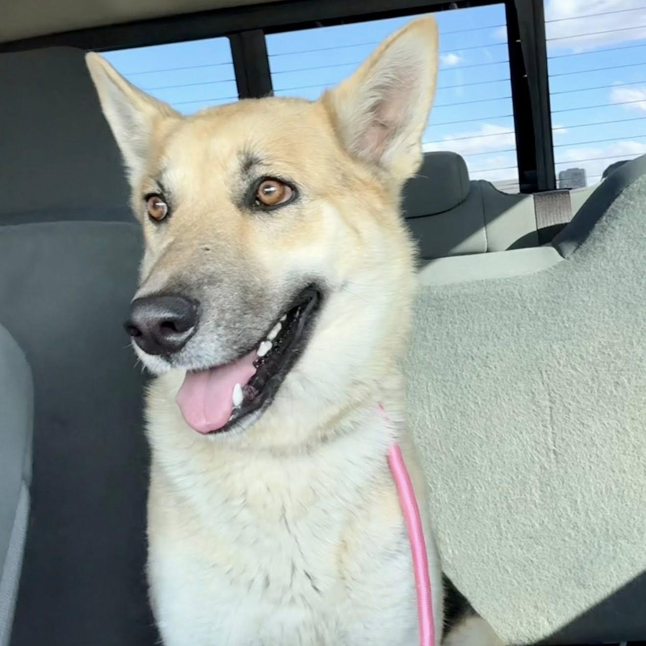 Enlarge OAKLEY, a ADOPTABLE mixed breed in Loveland, CO image 1/6