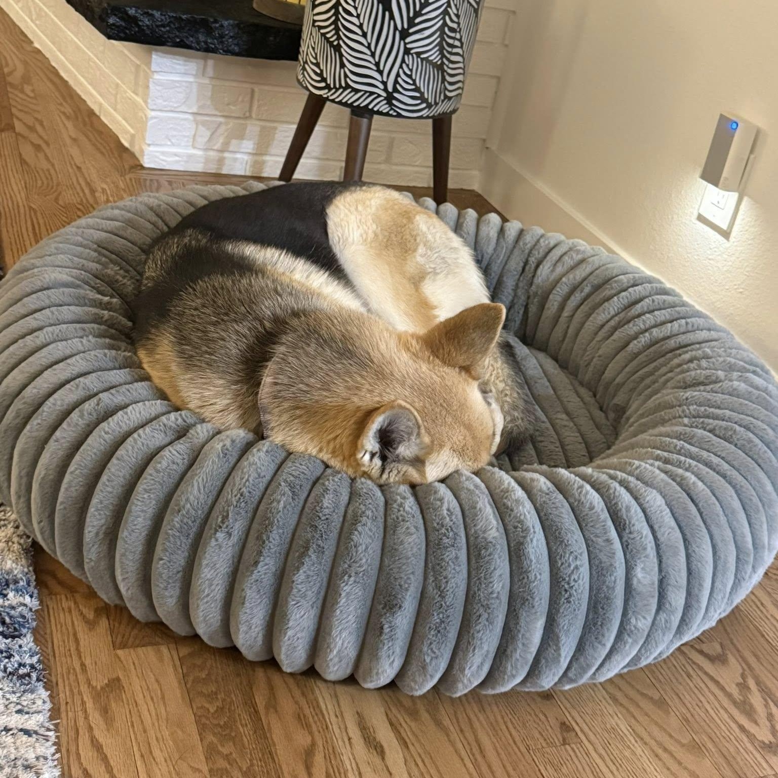 Enlarge OAKLEY, a ADOPTABLE mixed breed in Loveland, CO image 2/6