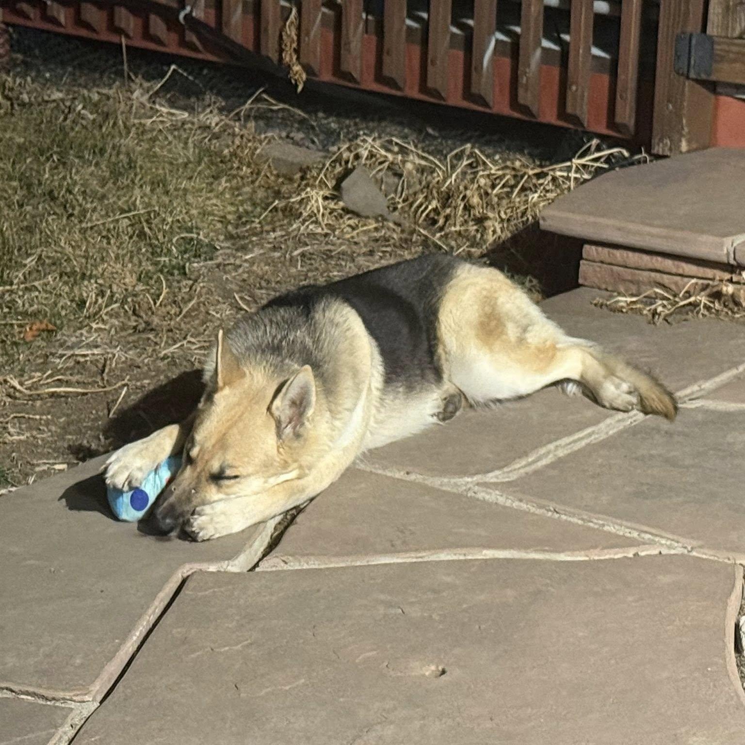 Enlarge OAKLEY, a ADOPTABLE mixed breed in Loveland, CO image 5/6