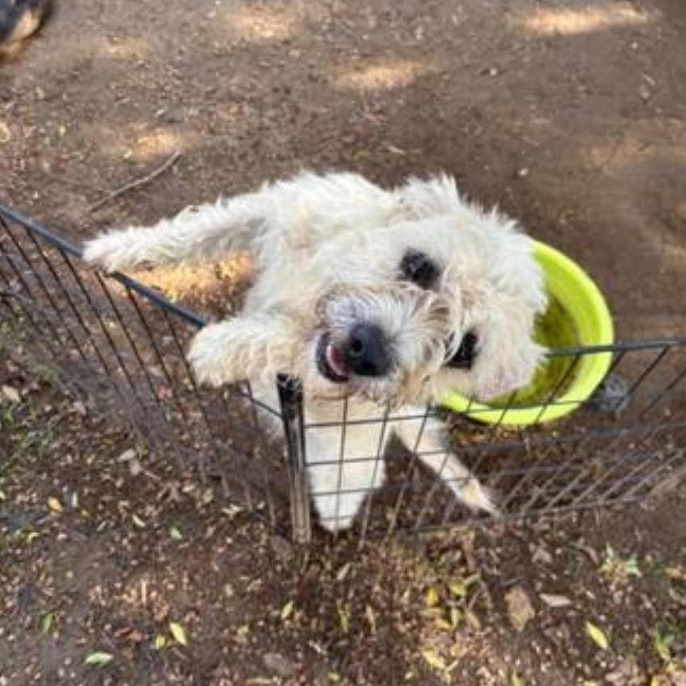 Valerie, Adoptable, Young Female Maltese.