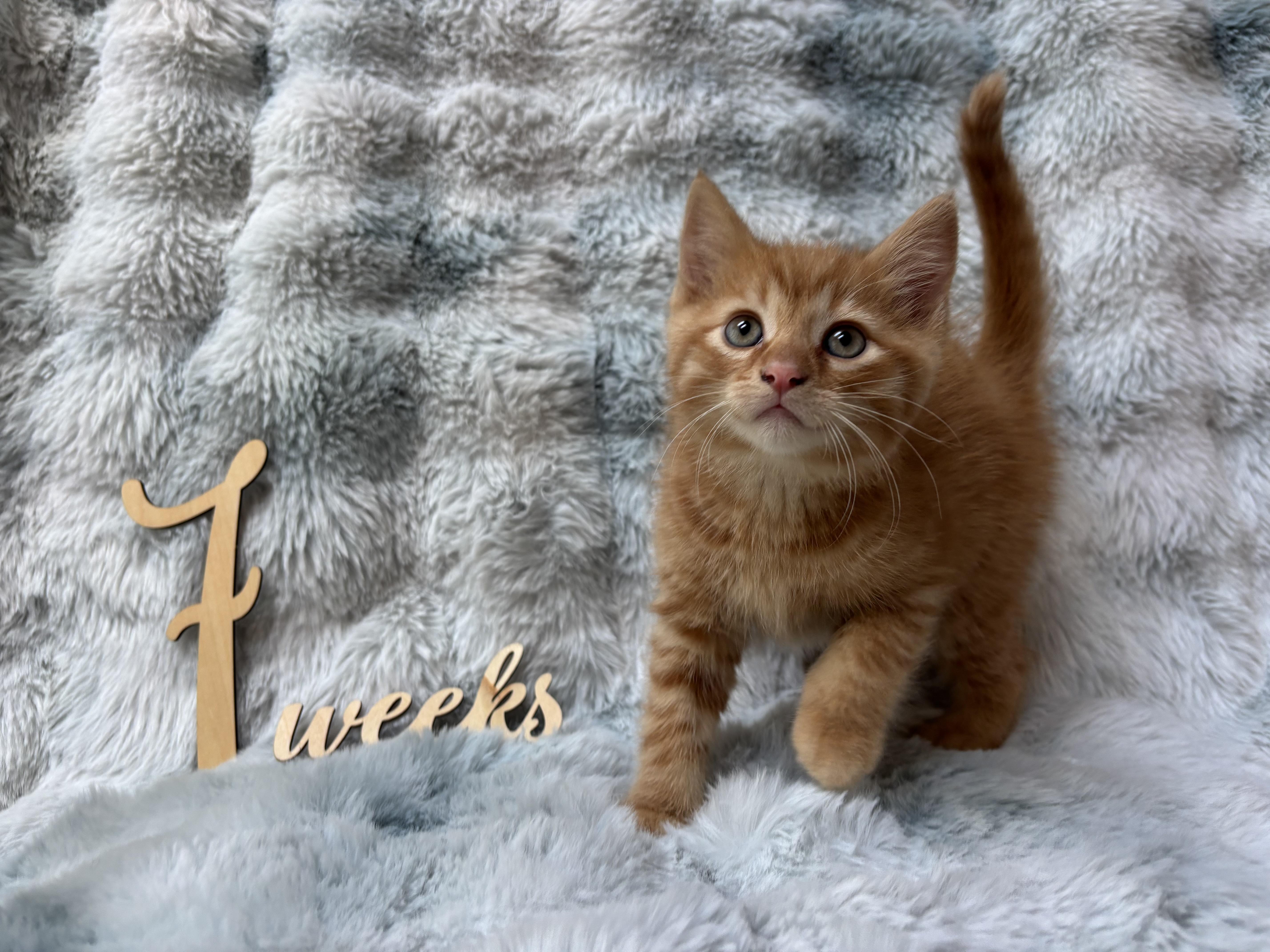 Enlarge Reese, a Adopted Domestic Medium Hair in Medinah, IL image 2/2
