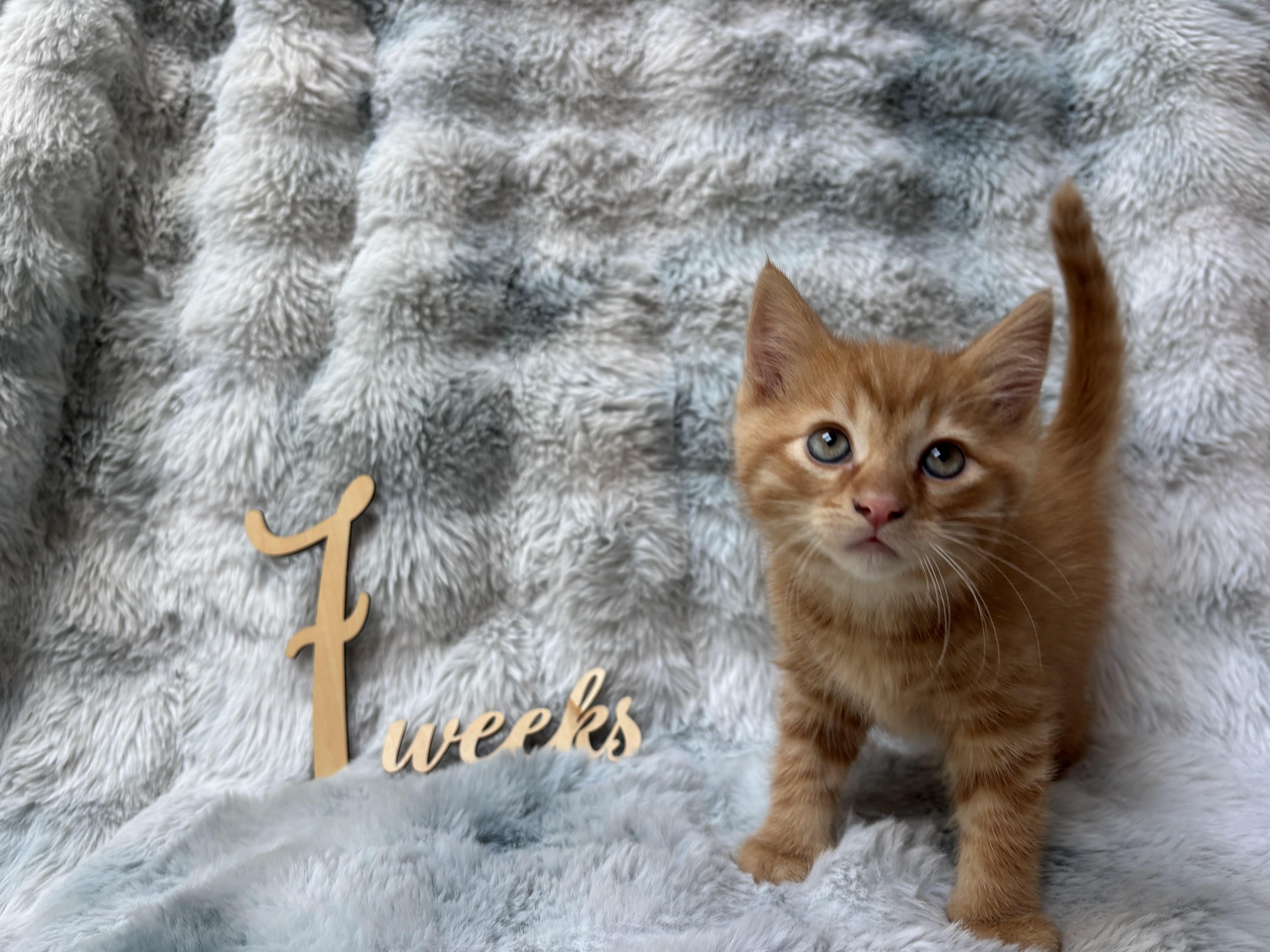 Reese, Adopted, Kitten Male Domestic Medium Hair.