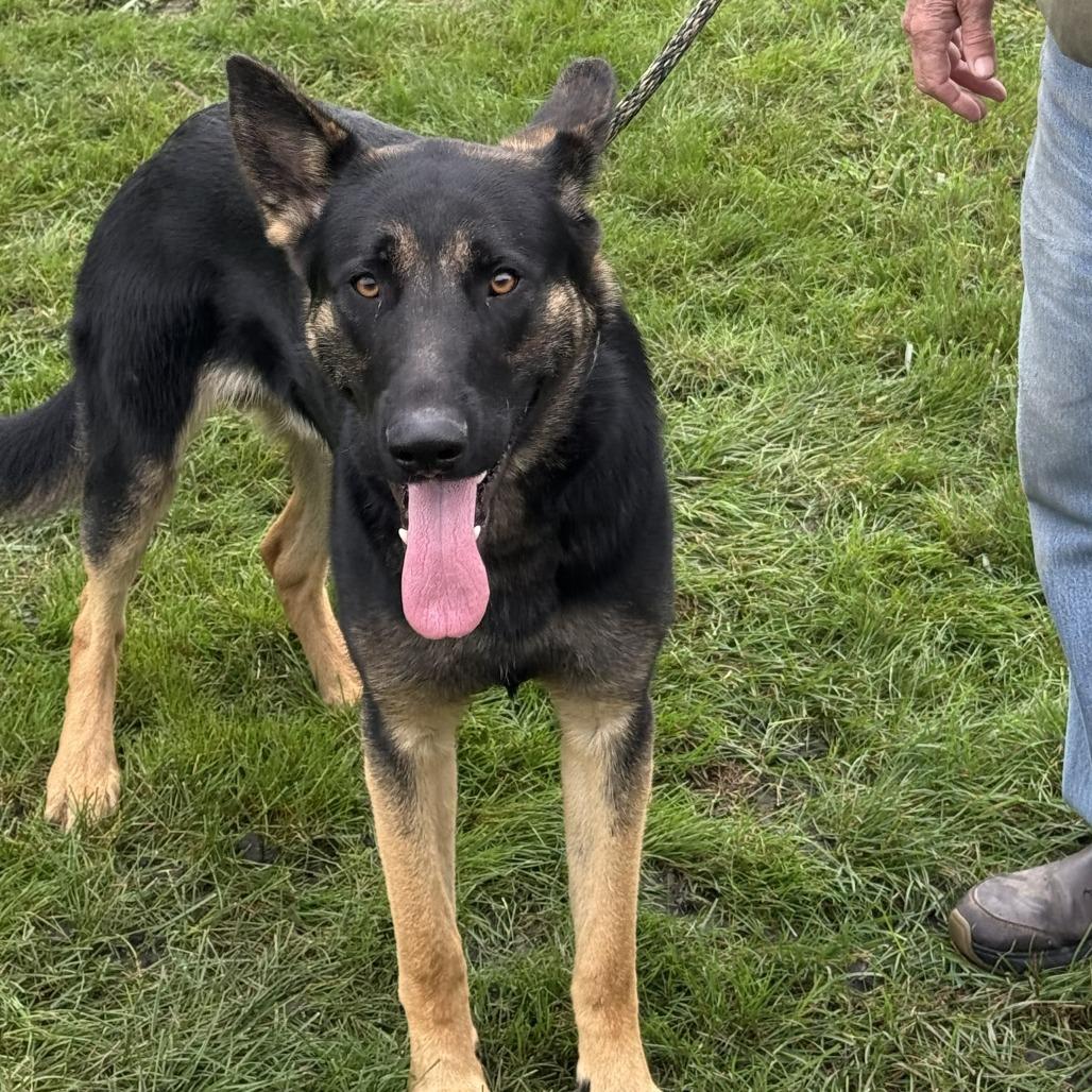 Enlarge Bear, a Adoptable German Shepherd Dog in Van Horne, IA image 1/1