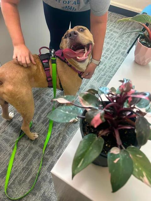 Enlarge Harley, a ADOPTABLE mixed breed in Urbana, IL image 2/4