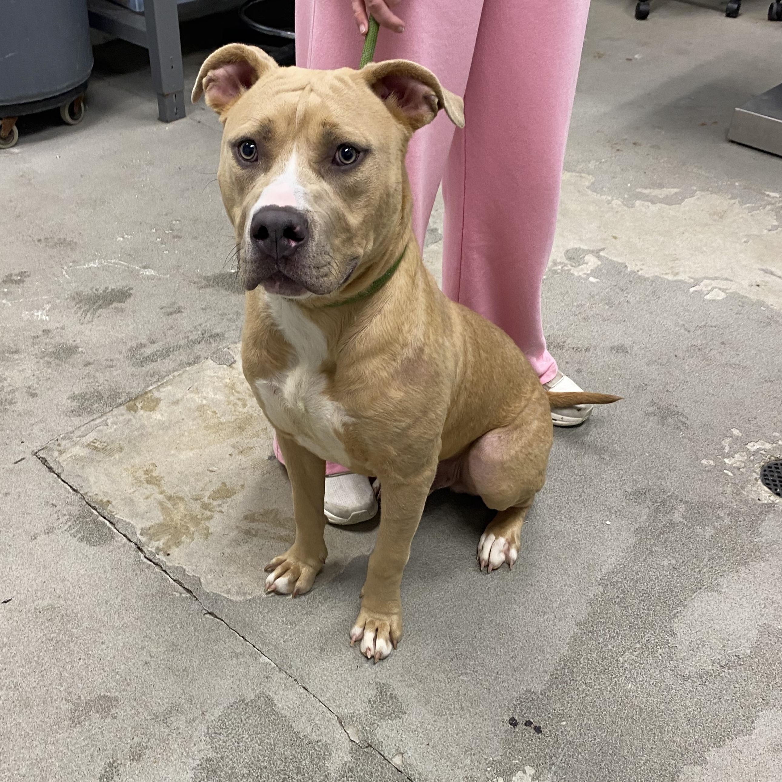 Harley, ADOPTABLE, Adult Male Pit Bull Terrier.
