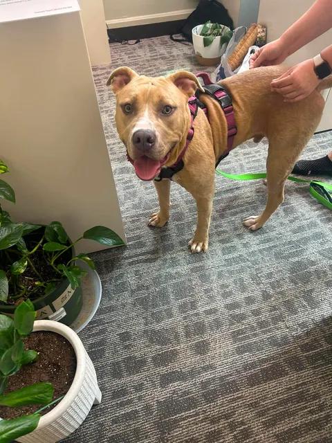 Enlarge Harley, a ADOPTABLE mixed breed in Urbana, IL image 3/4