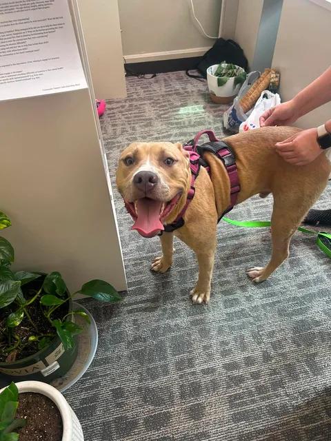 Enlarge Harley, a ADOPTABLE mixed breed in Urbana, IL image 4/4
