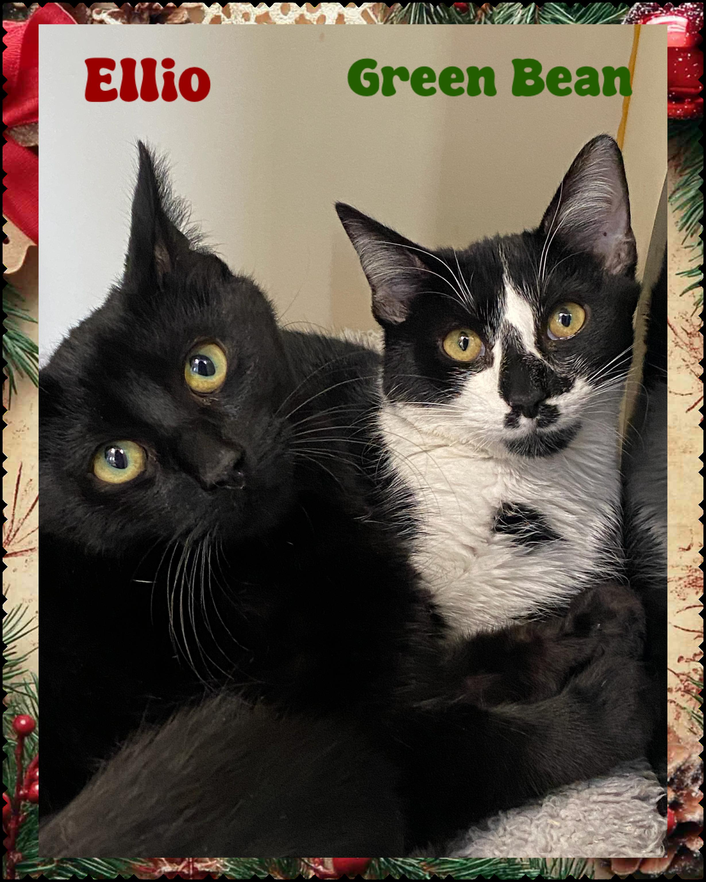 Enlarge Ellio & Green Bean, a ADOPTABLE Domestic Short Hair in Somerset, NJ image 1/2