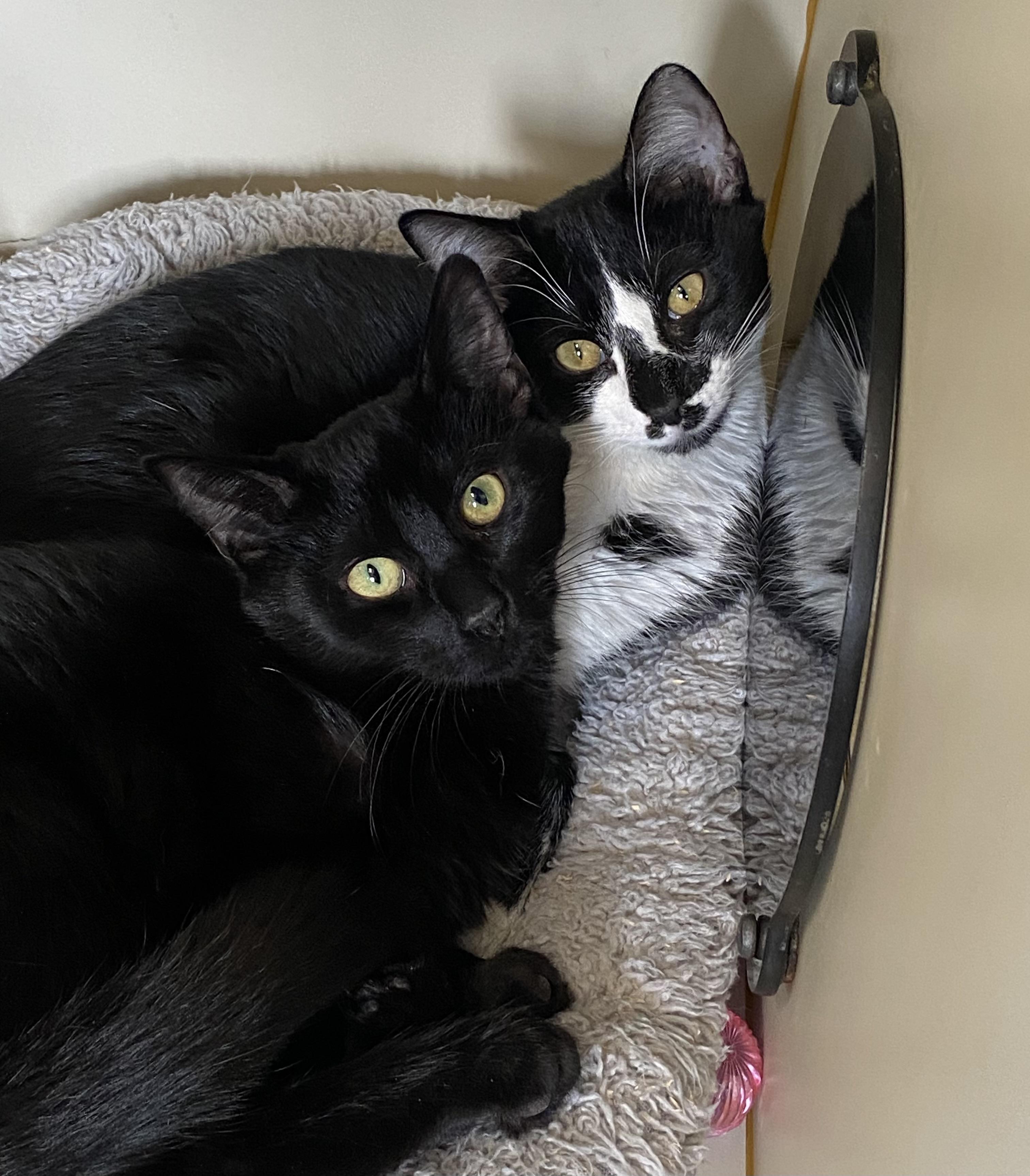 Enlarge Ellio & Green Bean, a ADOPTABLE Domestic Short Hair in Somerset, NJ image 2/2