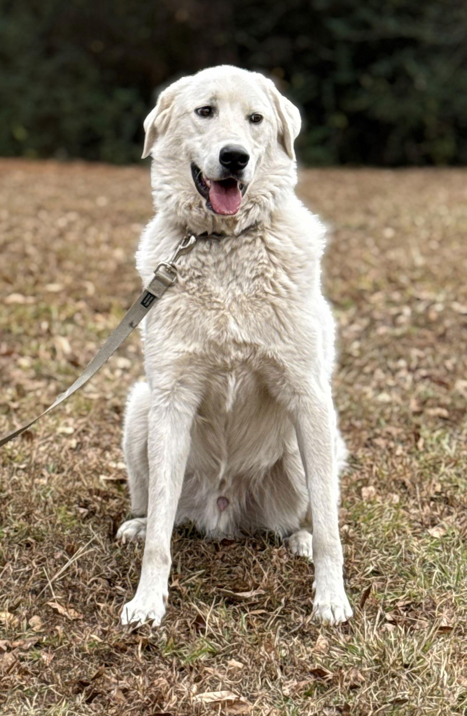 Enlarge Doug, a Adoptable mixed breed in Attalla, AL image 1/3