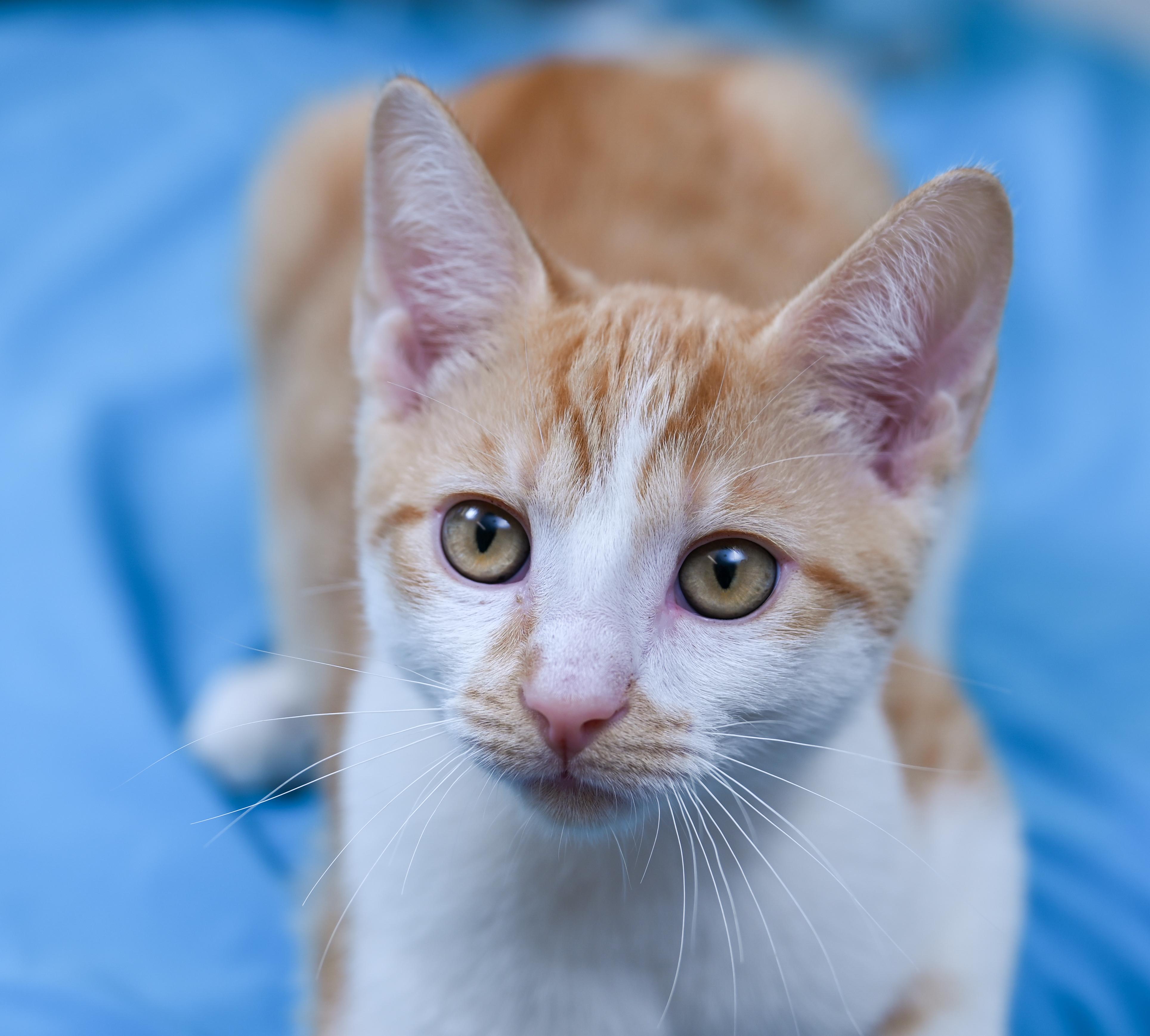 Enlarge Marbles, a ADOPTABLE mixed breed in Chattanooga, TN image 3/5
