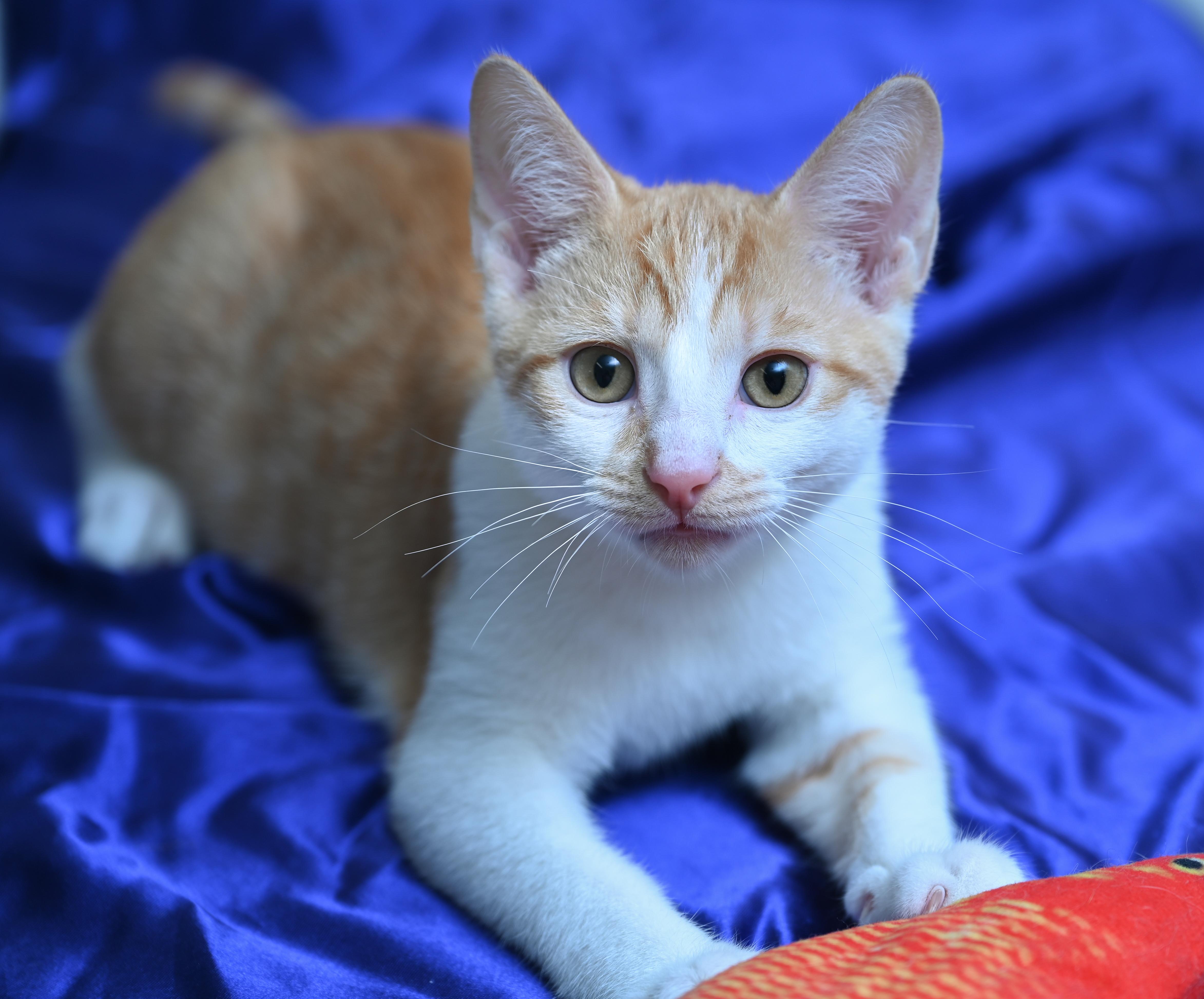 Enlarge Marbles, a ADOPTABLE mixed breed in Chattanooga, TN image 1/5