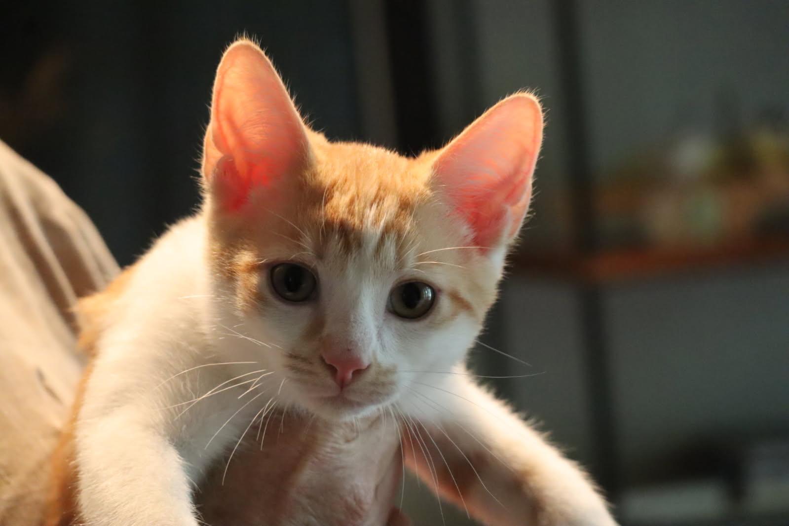 Enlarge Marbles, a ADOPTABLE mixed breed in Chattanooga, TN image 5/5
