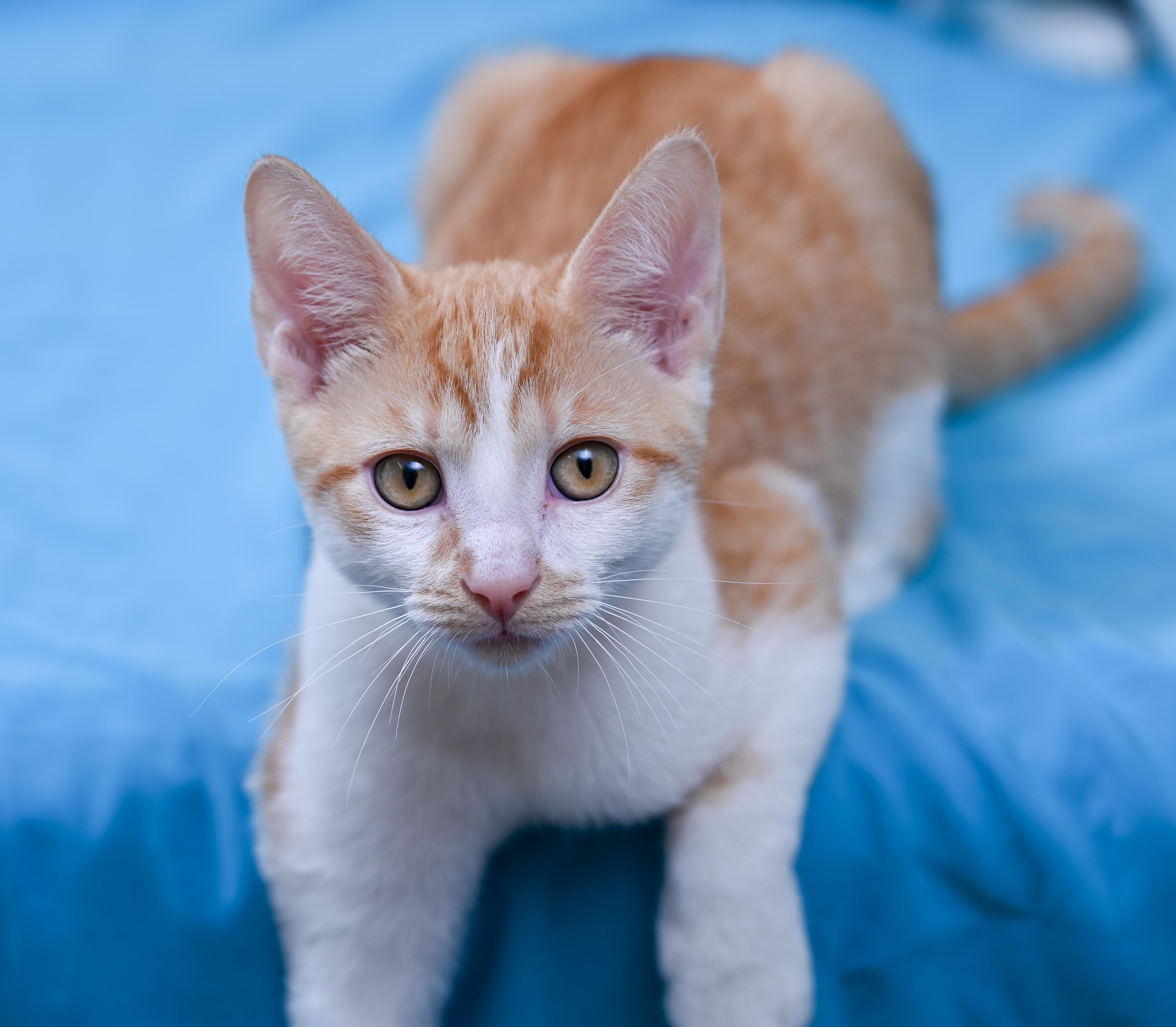 Enlarge Marbles, a ADOPTABLE mixed breed in Chattanooga, TN image 4/5