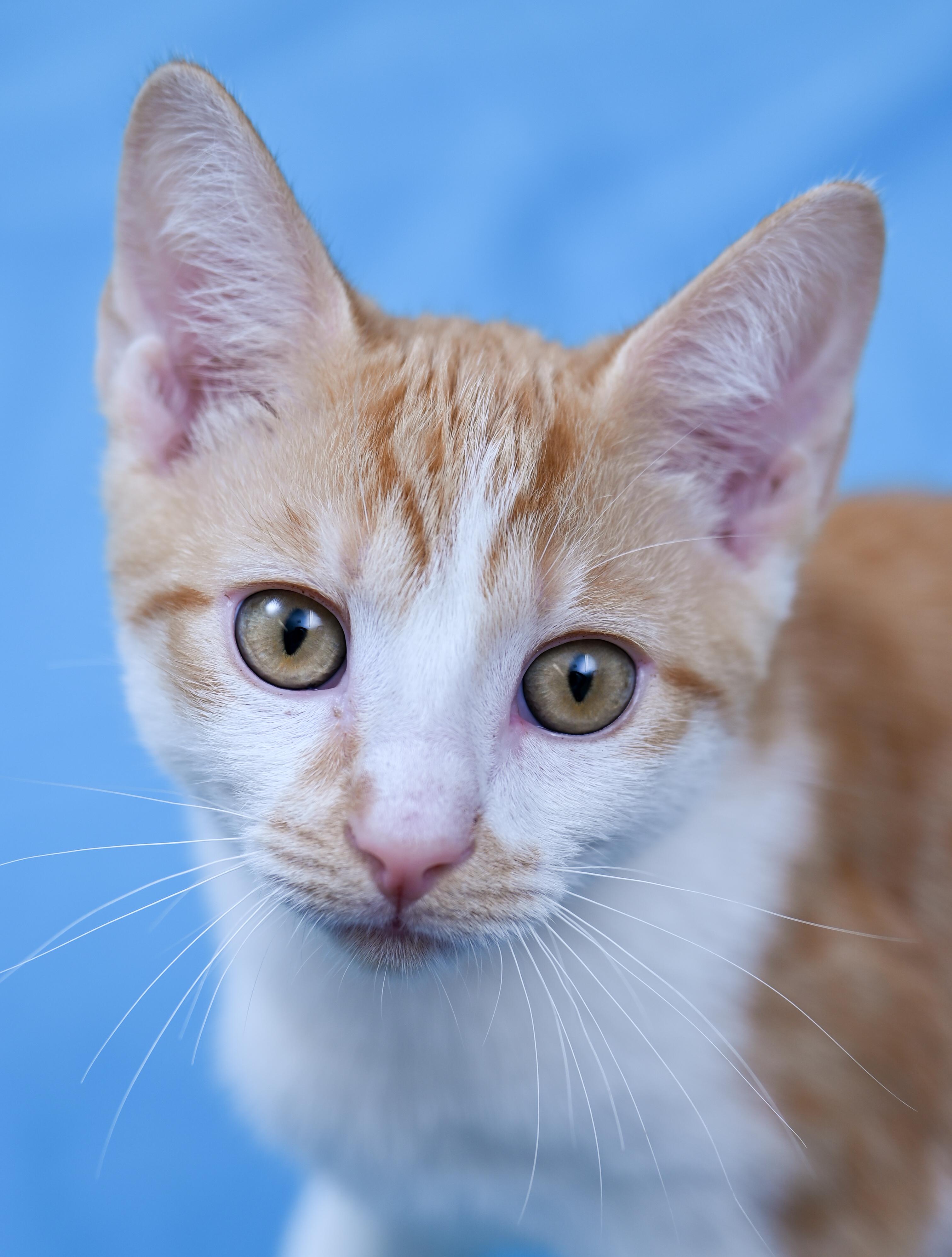Enlarge Marbles, a ADOPTABLE mixed breed in Chattanooga, TN image 2/5