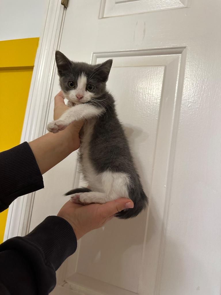 Mittens, Adoptable, Kitten Female Domestic Short Hair.