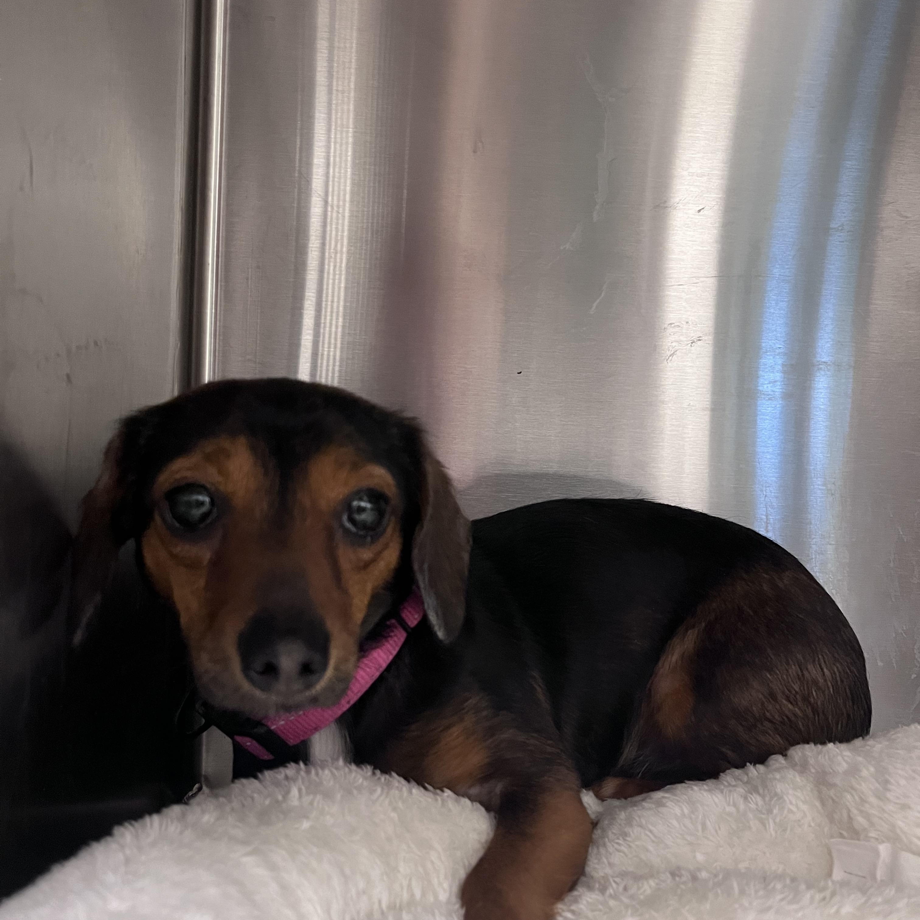 Libby, adopted, Young Female Dachshund.