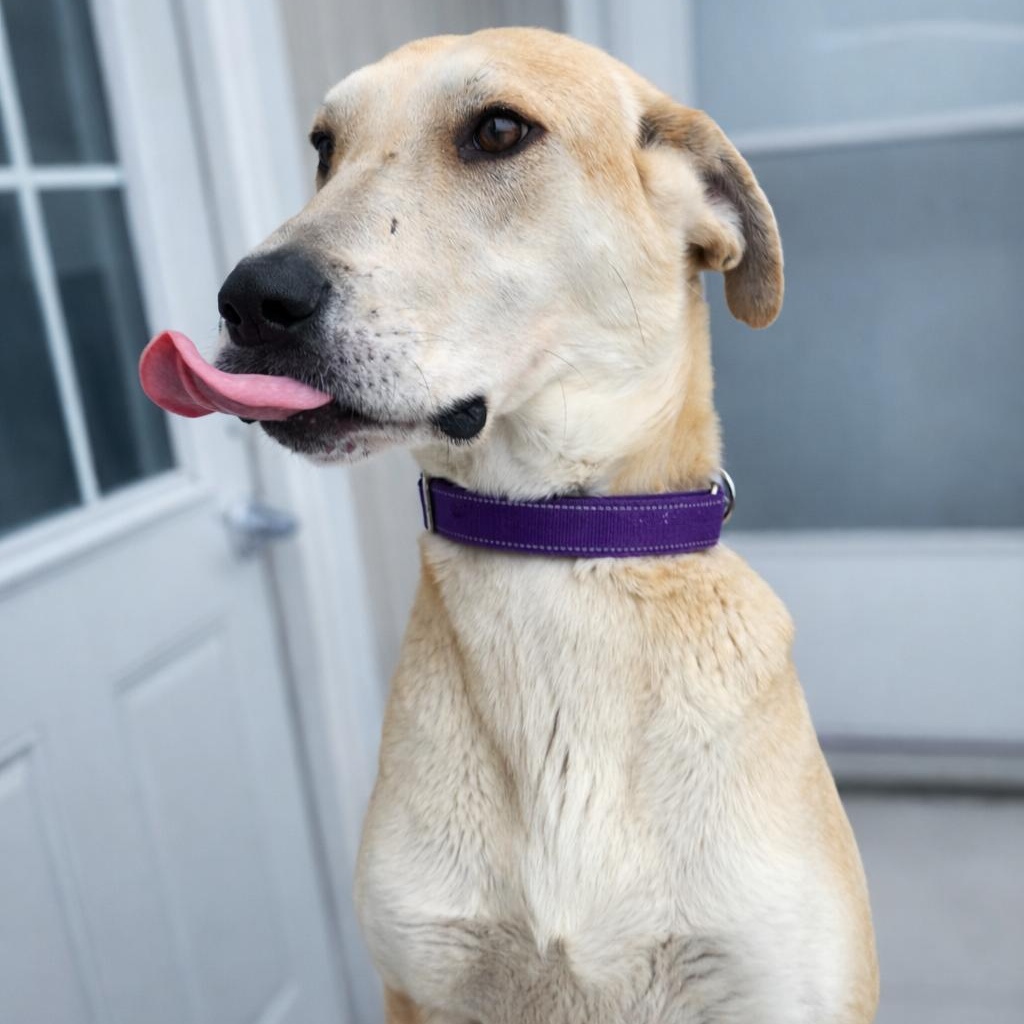 Enlarge Margerine, a ADOPTABLE Mixed Breed in Mount Pleasant, MI image 2/4